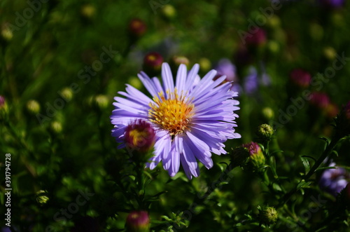 aster flowers on green leaves background. Colorful multicolor aster flowers perennial plant. Close up of aster flower garden bed in early autumn september day in farm field