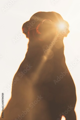 Light from behind the dog