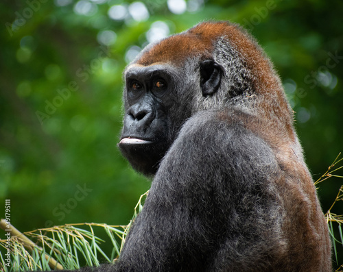 Gorilla enjoying nature © Tanya