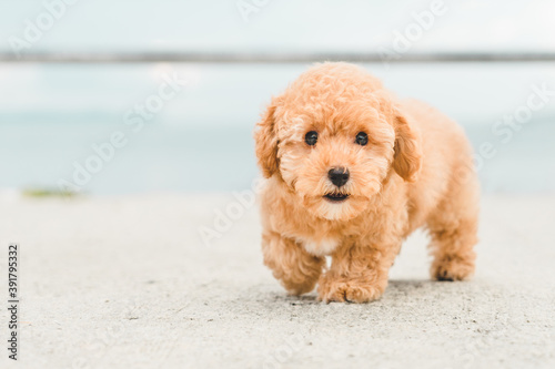 Fotografía brown puppy fluffy poodle on the beach