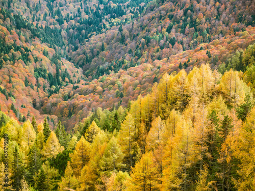 Colorful autumn landscape in the Carpathian Mountains  Romania. Autumn forest scenery