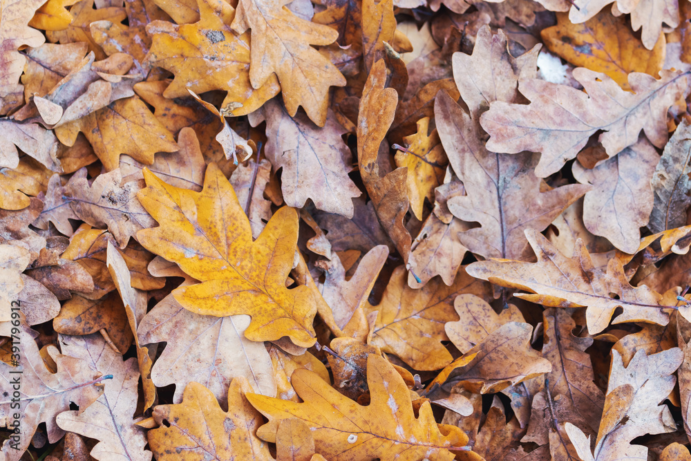 beautifully colored oak leaves lie on the ground