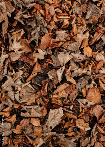 Texture autumn dry leaves background