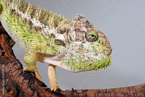 Malagasy giant chameleon // Riesenchamäleon (Furcifer oustaleti) photo