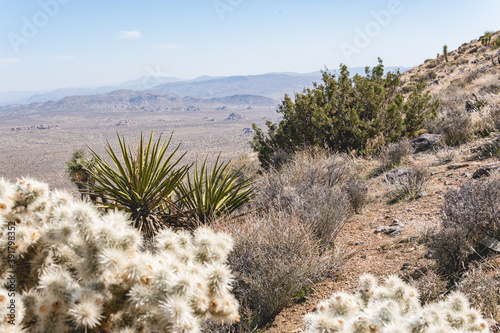 In the spring months of Joshua Tree National Park, the diverse plant life stagger at different stages with beautiful desert blooms all over park grounds.  photo