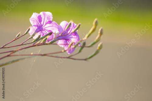 Minnieroot flower photo