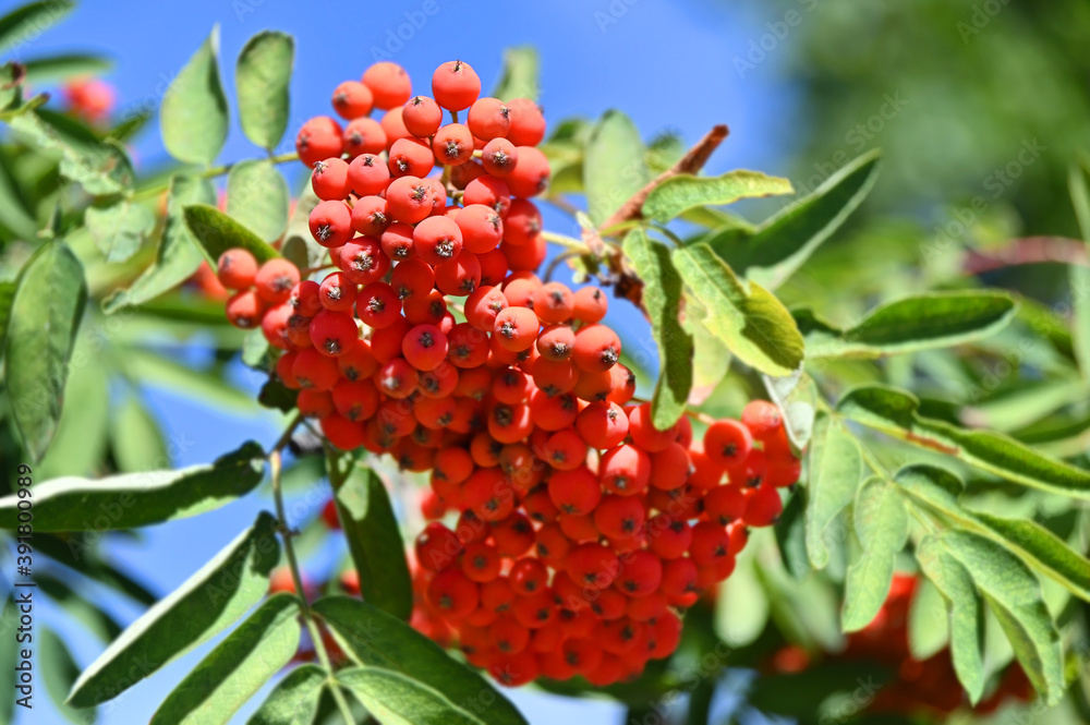 Rowan berries, Mountain ash (Sorbus) Rowan berries, Mountain ash (Sorbus)