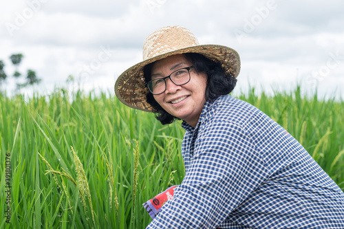 Senior farmer woman sitting and sickle paddy rice at the farm