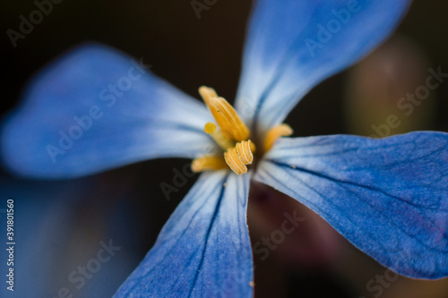 macro fotografia flor azul contraste