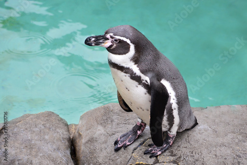 penguin on the rocks