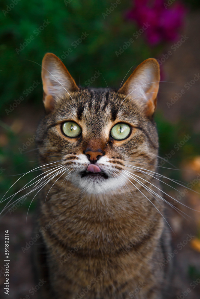 portrait of a cat. cat in the garden
