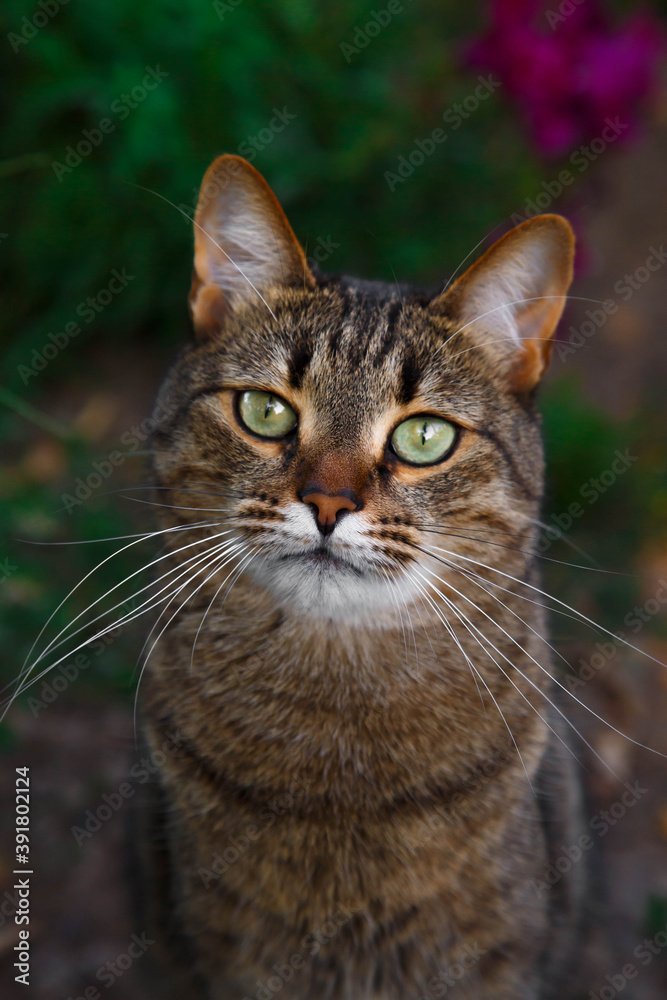 portrait of a cat.cat in the garden