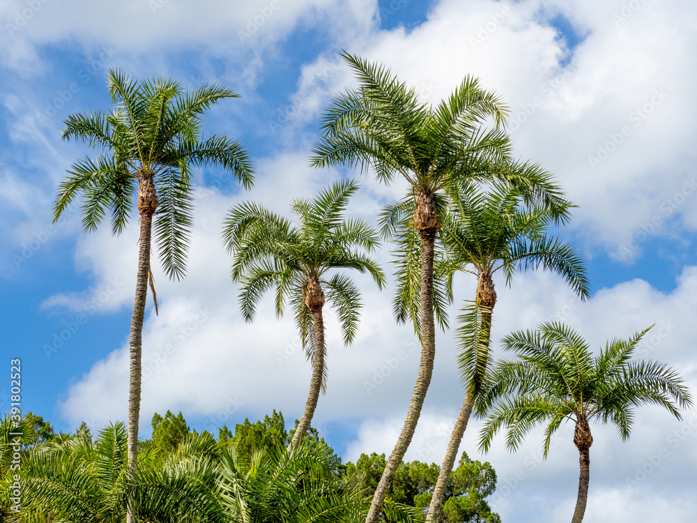 Group of palm trees aganist a blue sky with white clouds in Southwest Florida in the United States