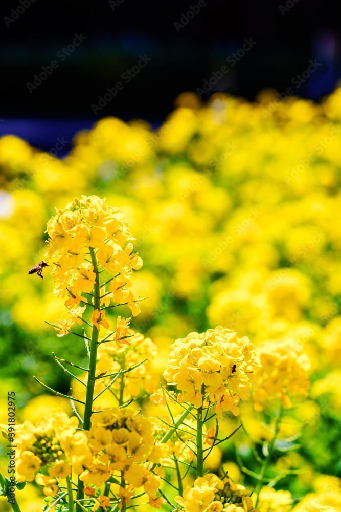 Obraz premium 菜の花とミツバチ 【春のイメージ】