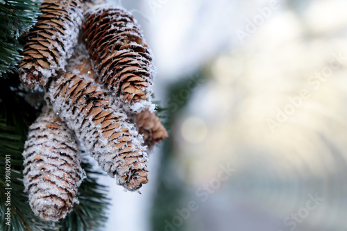 Fir cones covered by snow on blurred street background. Christmas celebration  New Year ornament for the holiday
