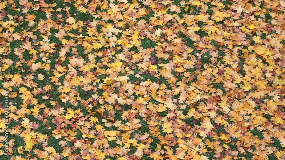 carpet of fallen colorful leaves carpet of fallen colorful leaves
