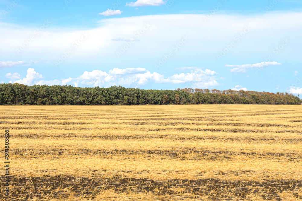 Fototapeta premium Yellow ripe harvested field. Farmland, agricultural landscape