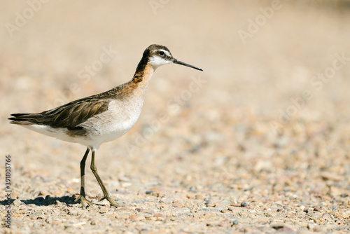 Canvas Print Side view of a Wilson's Phalarope walking across the sand