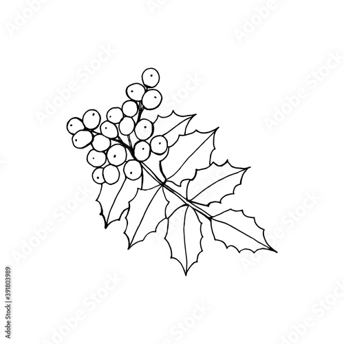 Mahonia aquifolium or Oregon grape branch with berries and leaves black and white line drawing.