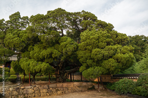 A centuries-old juniper tree at a shrine in Yangdong Village, a UNESCO World Heritage Site in Gyeongju, South Korea.