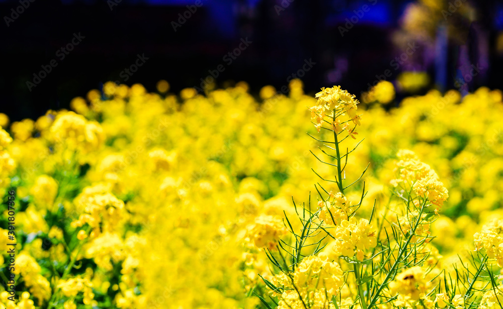 Fototapeta premium 菜の花 【春のイメージ】