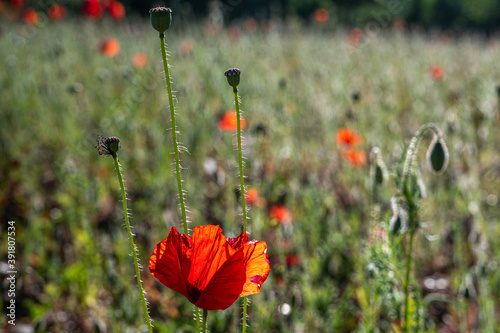 Field of wild poppy flowers photo