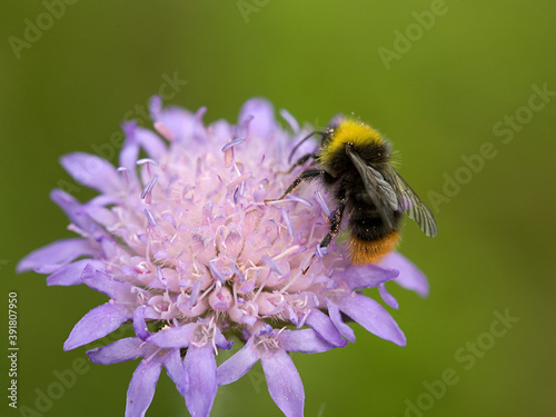 Red-tailed bumblebee (Bombus lapidarius) on Small Scabious (Scabiosa columbaria)