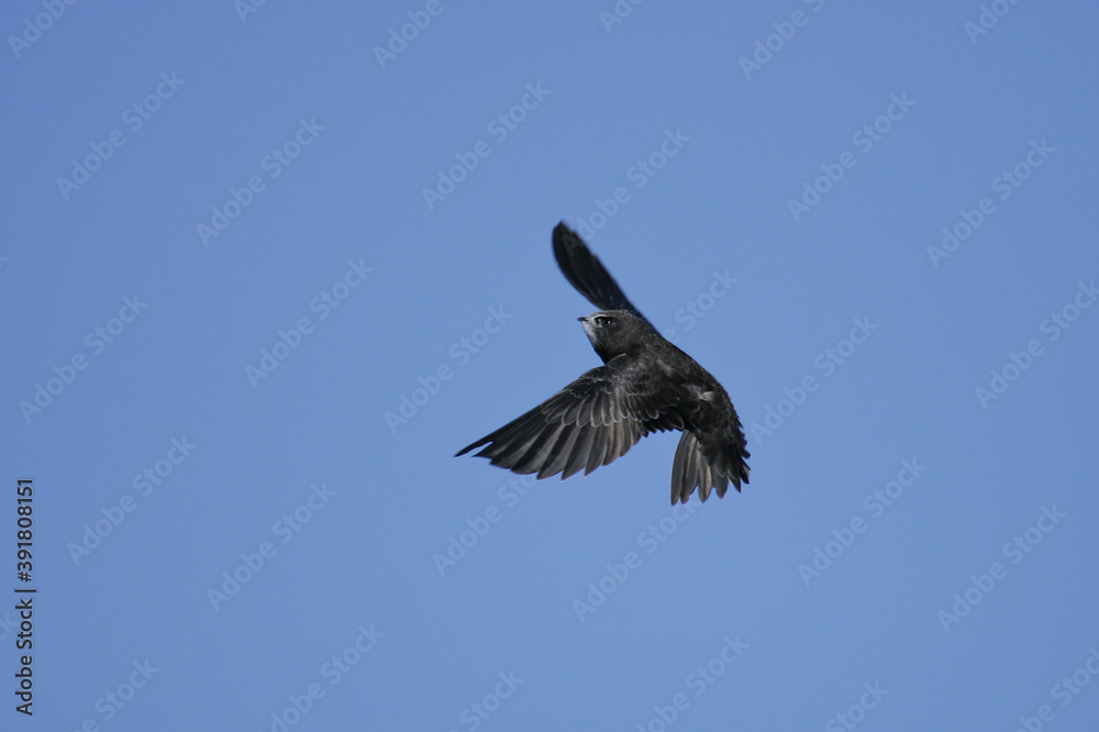 Common Swift (Apus apus) adult flying in blue sky, Baden-Wuerttemberg; Germany Common Swift (Apus apus) adult flying in blue sky, Baden-Wuerttemberg; Germany