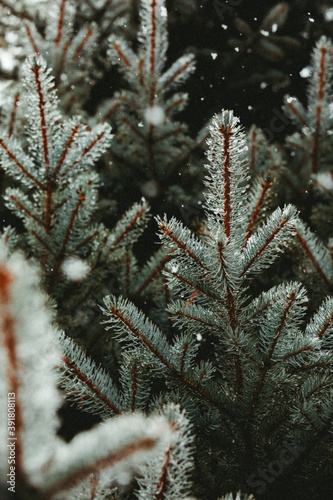 Valokuva orange and blue branches of a colorado blue spruce during winter storm