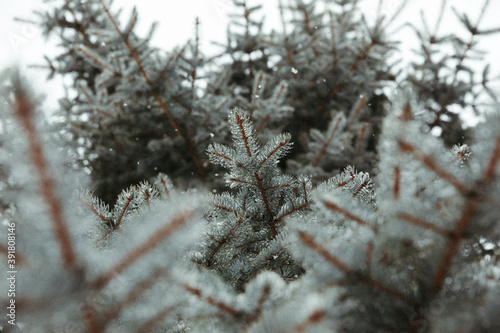 Canvas Print looking up at wet and snowy blue spruce branches during winter storm