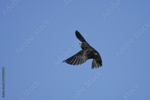 Common Swift (Apus apus) adult flying in blue sky, Baden-Wuerttemberg  Germany © Martin Grimm