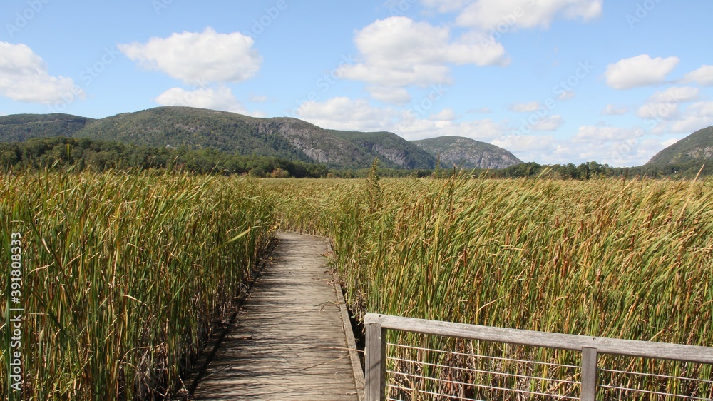 Path on the marsh in the summer