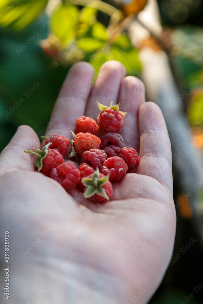 berries in hands berries in hands