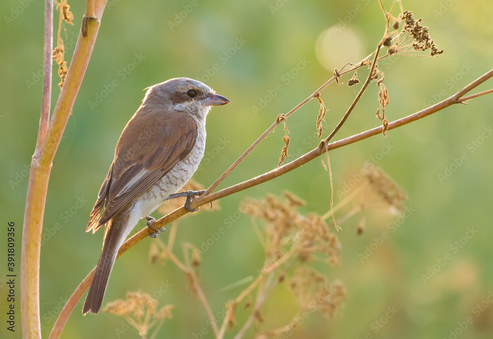 Red-backed shrike, Lanius collurio. The bird sits on the stem of a dry plant. Red-backed shrike, Lanius collurio. The bird sits on the stem of a dry plant.