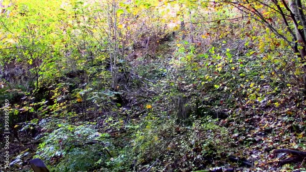 Autumn leaves falling from trees in the forest blown down by the wind.