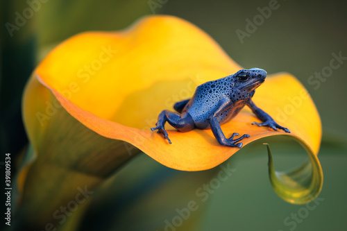 Blue poison dart frog (Dendrobates tinctorius azureus) is poisonous frog which can be found in southern Suriname. The poison can paralyze or even kill the predator. Dark spots are unique to each frog
