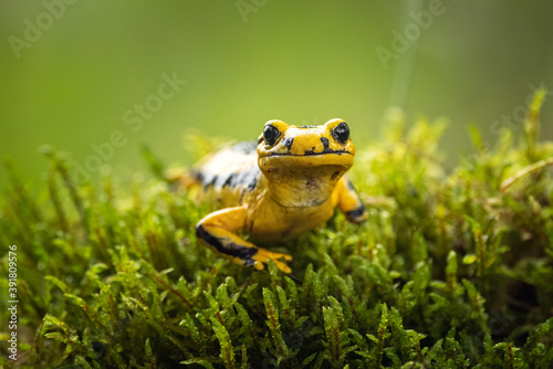 Fire salamander (Salamandra salamandra) is the best known salamander, with its black spots on yellow body. Fire salamanders live in forest of Central Europe and hilly areas, ponds or brooks.