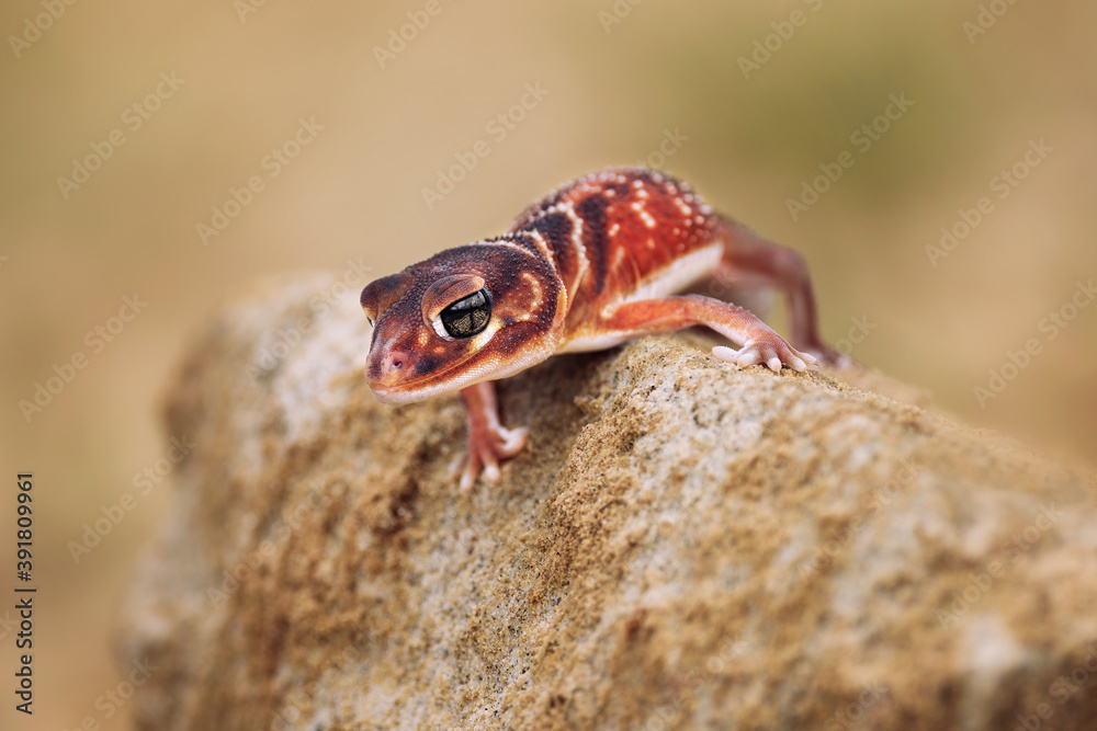 Nephrurus levis, commonly known as the three-lined knob-tailed gecko, smooth knob-tailed gecko, or common knob-tailed gecko. A native Australian gecko is a robust medium sized of the species.