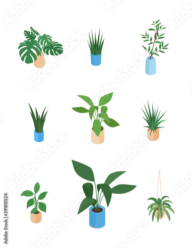 Set of isometric potted plant. Vector collection. Illustration in flat design.