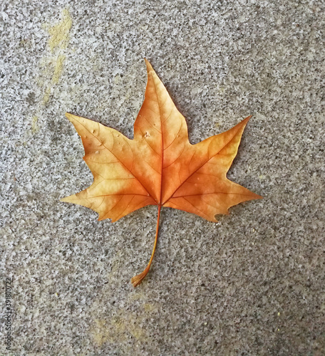 Close up view of a maple leaf on the ground