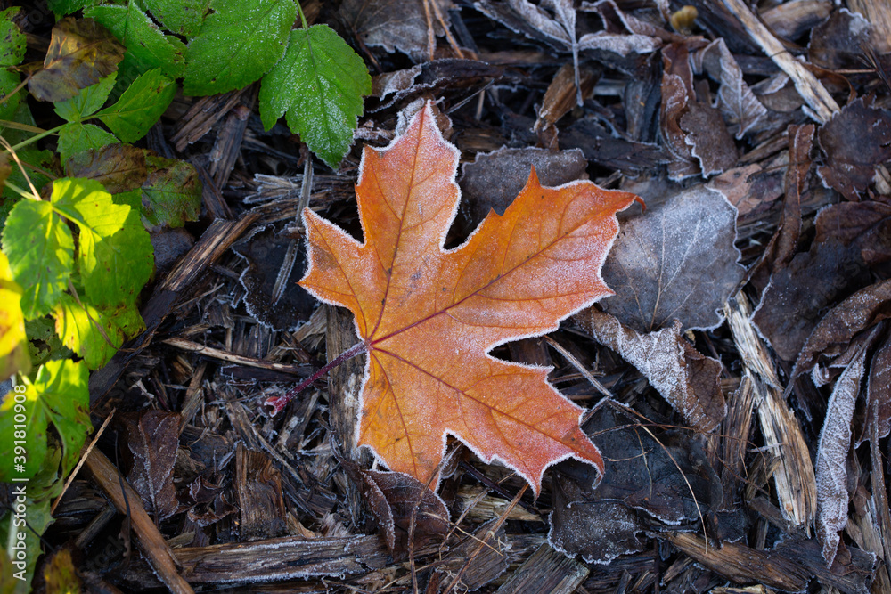 First frosts maple leaf