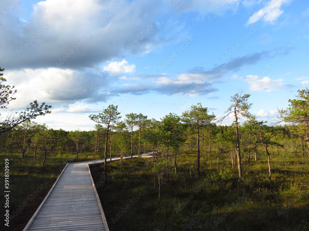 Wooden path in bog in Estonia Wooden path in bog in Estonia