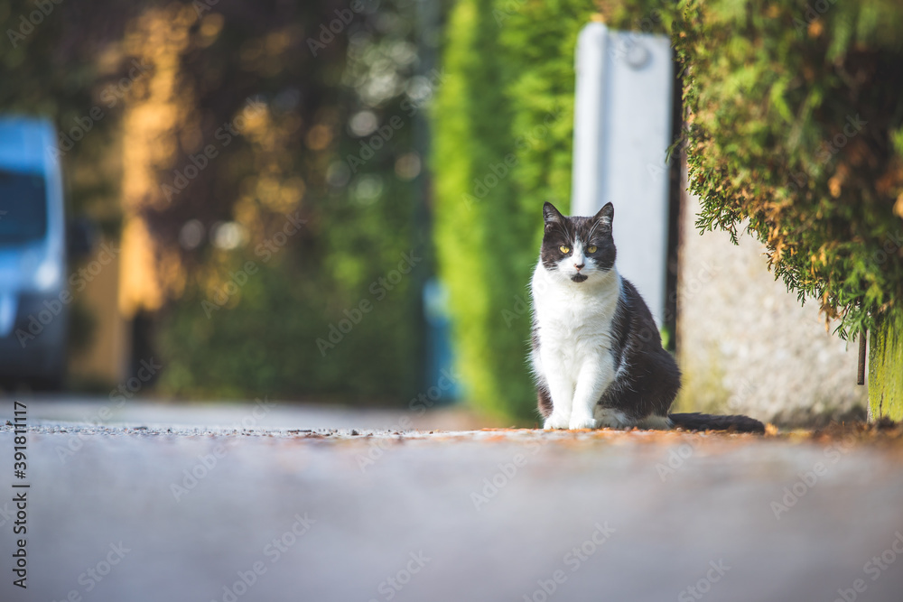 Cute cat is sitting on the road, blurry colorful background
