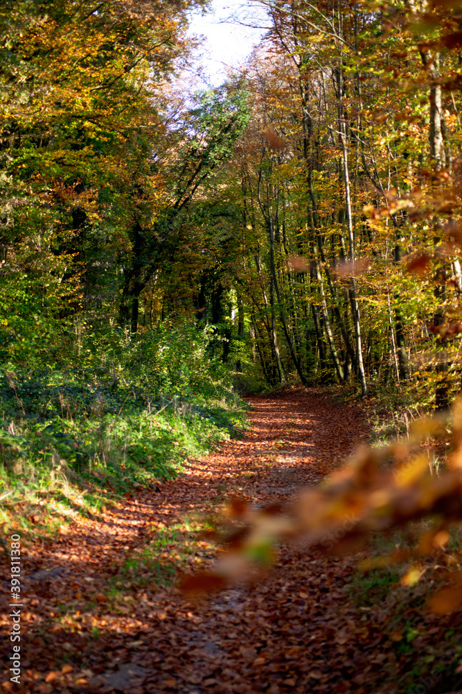 Forêt Forêt