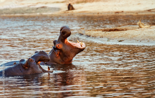 hippos with wide-opened mouths in water. Shot from small motor boat on Chobe River, Botswana .
