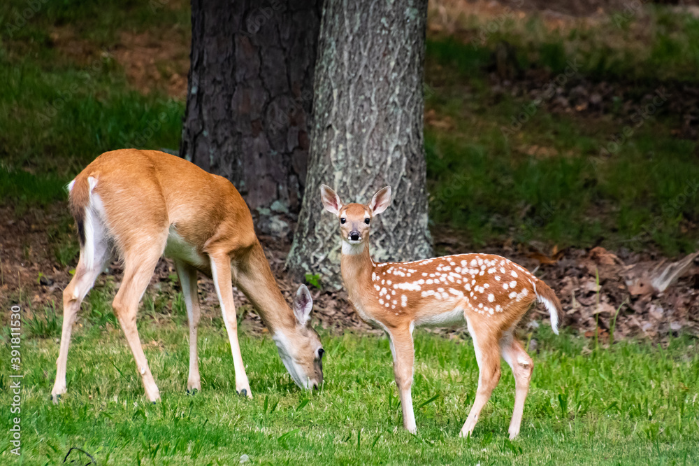 White Tailed Doe and Fawn at wildlife sanctuary in Rome Georgia. White Tailed Doe and Fawn at wildlife sanctuary in Rome Georgia.