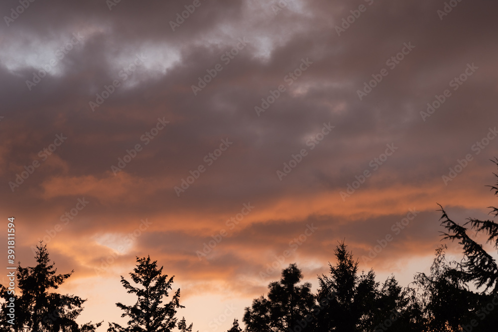 Summer sunset sky over silhouetted trees Summer sunset sky over silhouetted trees
