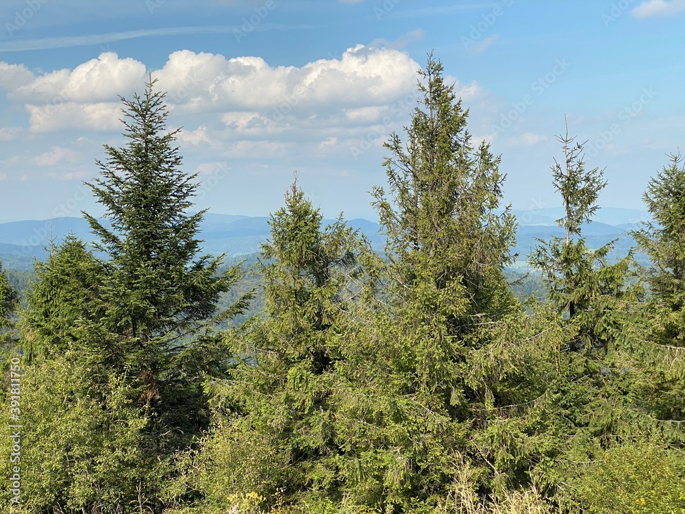 widok z Jaworzyny Krynickiej na góry Beskid Sądecki widok z Jaworzyny Krynickiej na góry Beskid Sądecki