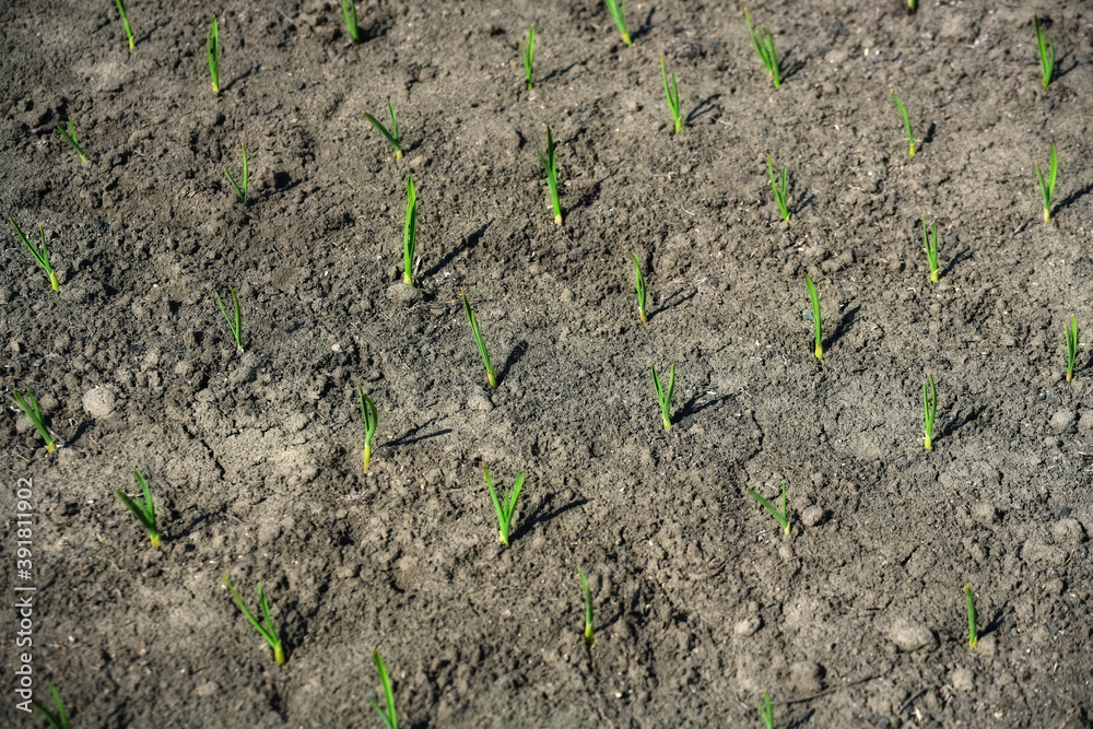 Bed with green garlic seedlings. Spring sowing of vegetables on the household farm. Bed with green garlic seedlings. Spring sowing of vegetables on the household farm.