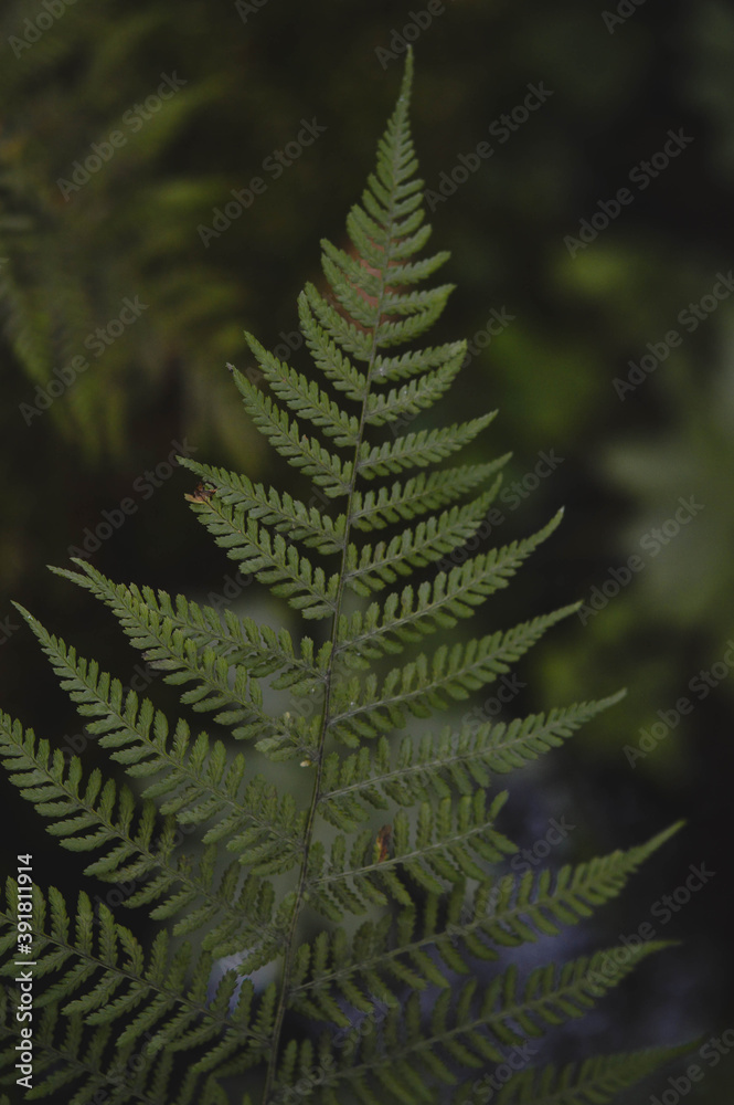 Green fern leaves in the wild, leaf texture